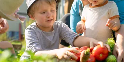 Een gezin verzamelt rijpe tomaten in een weelderige achtertuin.